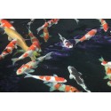 fish pond filtration system